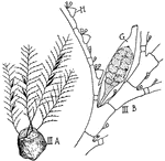 "Hydroids. III A. Plumularia. III B. A fragment enlarged, showing hydrothecae (H.) on one side of each twig, an axillary gonotheca (G.) and minute nematophores." -Thomson, 1916