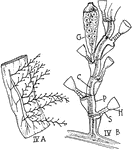 "Hydroids. IV A. Campanularian. IV B. A fragment enlarged, showing stalked hydrothecae (H.), a gonotheca (G.); C., the coenenchyma; P., the perisarc; S., a stalk." -Thomson, 1916