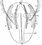 "Diagram of a Ctenophore. M., Mouth; S., sensory organ; T., tentacle cut short; SH., pouch of tentacle; C., ciliated combs; F., funnel or central canal; SV., paragastric canal running parallel with stomodaeum; G., other canals of the gut; V., one of the meridional canals, bearing gonads, running under the bands of ciliated combs." -Thomson, 1916