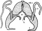 "Hydroctena. A medusoid with suggestion of Ctenophore structure, but a true medusoid nonetheless. ab.o. Aboral sensory organ; T., retractile tentacle; v., velum; M., mouth; ST., stomach" -Thomson, 1916
