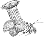 "Commensalism of sea-anemones and hermit-crab." -Thomson, 1916