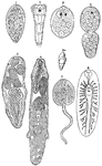 "Life history of liver fluke. 1. Developing embryo in egg-case; 2. free-swimming ciliated embryo; 3. sporocyst; 3a. shell of Limnaus truncatulus; 4. division of sporocyst; 5. sporocyst with rediae forming within it; 6. redia with more rediae forming within it; 7. tailed cercaria; 8. young fluke." -Thomson, 1916