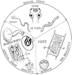 "Diagram of life history of Taenia solium." -Thomson, 1916