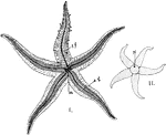 "Starfish. I. Ventral surface; t.f., tube-feet extended; a.g., the ambulacral groove with the tube-feet retracted; m., the mouth. II. Dorsal surface, showing the position of the madrepore (M.); the two adjacent arms form the bivium." -Thomson, 1916