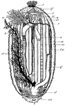 "Dissection of Holothurian (Holothuria tubulosa) from the ventral surface." t, tentacles; tf, scattered tube-feet; c, calcareous ring; a, ampullae of tentacles; r, circular vessel; st, stone canal; o, Polian vesicle; rc, radial canals; lm, longitudinal muscles; g1-g2, gut; m, mesentery; cl, cloaca; an, anus; rt, right respiratory tree; ov, ovary. -Thomson, 1916