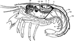 "Longitudinal section of lobster, showing some of the organs. H., Heart; AO., ophthalmic artery; SA., superior abdominal artery; MG., mid-gut; DG., digestive gland; HG., hind-gut; Ex., extensor muscles of he tail; Fl., flexor muscles of the tail; IA., inferior abdominal artery; G., gizzard; C., cerebral ganglia; P., pericardium; T., testes." -Thomson, 1916