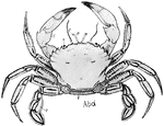 "Dorsal aspect of swimming crab (Portunus). P., Paddle; Abd., abdomen; A1., antennules; A2., antennae; E., eyes; F., forceps." -Thomson, 1916