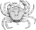 "Dorsal aspect of shore crab (Carcinnus). Abd., Abdomen; A1., antennules; A2., antennae; E., eyes; F., forceps." -Thomson, 1916