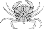 "Ventral aspect of femal shore crab. Abd., Abdomen; mxp., third maxillipede." -Thomson, 1916
