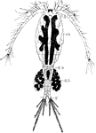 "Cyclops type. I A., first antenna; II A., second antenna; OV., ovary; R.S., receptaculum seminis; OS., ovisac; F., caudal fork." -Thomson, 1916