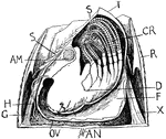 "Acorn-shell (Balanus tintinnabulum). T., tergum; CR., thoracic legs; R., outer shell in section; D., aperture of oviduct; F., mantle cavity; X., depressor muscle of tergum; AN., antennae; OV., ovary; G., depressor of scutum; H., oviduct; AM., adductor muscle of scuta; S., scutum." -Thomson, 1916