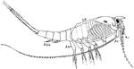 "Nebalia. SH., Shell; A.1, first antennae; A.2, second antennae; TH., 8 thoracic limbs; Ab.4, Ab.6, fourth and sixth abdominal limbs." -Thomson, 1916
