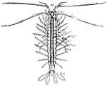 "Anaspides. A.1, A.2, antennae; Ex., rudimentary exopodite; G., respiratory lamina; PR.7, PR.8, seventh and eighth thoracic limbs or pereiopods; PL.1, 2, 6, first second, and sixth abdominal limbs or pleopods." -Thomson, 1916