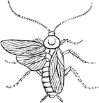 A male cockroach, Periplaneta orientalis.