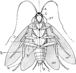 "Ventral aspect of male cockroach with the wings extended. An imaginary median line has been inserted. A., antennae; E., eye; P.T., prothorax; W1, first pair of wings; W2, second pair of wings; C., cercus; St., style; Co., coxa; Tr., trochanter; F., femur; Ti., tibia; Ta., tarsus." -Thomson, 1916
