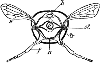 Insect Section | ClipArt ETC