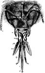 "Head and mouth parts of bee. a., Antenna; m., mandible; g., labrum or epipharynx; mx.p., rudiment of maxillary palp; mx., lamina of maxilla; lp., labial palp; l., ligula; b., bouton at end. The paraglossae lie concealed between the basal portions of the labial palps and the ligula." -Thomson, 1916