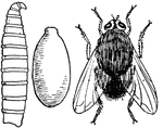 "Larva, pupa, and adult of blue-bottle fly (Musca vomitoria)." -Thomson, 1916