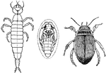 "Larva, pupa, and adult respectively of water-beetle (Dytiscus marginalis)." -Thomson, 1916