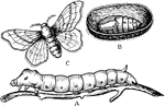"Life history of the silk moth (Bombyx mori). A, caterpillar; B, pupa; C, imago; the cocoon is cut open to show the pupa lying within." -Thomson, 1916