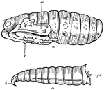 "Development of blow-fly (Calliphora erythrocephala). (A) shows the adult larva maggot. h., the large hooks connected with the maxillae; pl., pro-legs. (B) shows the pronymph removed from the pupa-case. l., rudiments of legs; w., wings." -Thomson, 1916