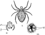 "Garden spider. I., Female garden spider; II., end view of head of the same showing the simple eyes, the poison fangs (ch.), and the pedipalps (p.); III., posterior end of body showing two pairs of spinnerets (sp.), with anus above." -Thomson, 1916