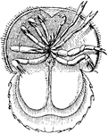 A young horseshoe crab or Limulus.