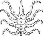"Sea-spider (Pycnogonum littorale), from the dorsal surface." -Thomson, 1916