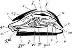 "Ideal mollusc. m., Mouth; g.c., cerebral ganglia; c., edges of mantle skirt; z.g., duct of right lobe of digestive gland; s., pericardial cavity; f., edges of shell-sac; v., ventricle of heart; u., nephridium; an., anus; n., posterior part of the foot; l., opening of nephridium; k., genital aperture; g.ab., abdominal ganglion on visceral loop; g.v., visceral ganglion; z.l., left lobe of digestive gland; p., foot; g.pe., pedal ganglion; g.pl. pleural ganglion." -Thomson, 1916