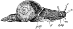 "Roman snail (Helix pomatia). Note shell covering visceral hump; p.ap., pulmonary aperture (including anus and opening of ureter); f., the foot; g.ap., genital aperture; m., mouth; e., eye on long horn; s.h., one of short horns." -Thomson, 1916