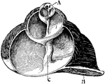 "Vertical section of the shell of a species of Helix. M., Mouth of shell; A., apex; C., columella." -Thomson, 1916