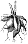 The Dahlia root is a perennial.