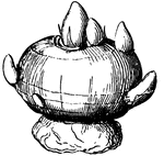 A corm , or solid bulb, as of the Crocus is a sort of rounded tuber. It will become a bulb.