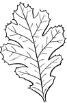 This is an example of a palmately lobed leaf.