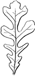 This is an example of a pinnately cleft leaf.