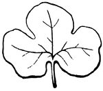 This is an example of a pinnately parted leaf.