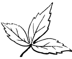 This is an example of a pinnately divided leaf.