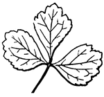 This is an example of a palmately divided leaf.