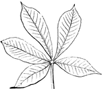 This is an example of a compound leaf. Palmate leaves have their leaflets arranged on the very end of the footstalk.