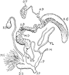"Reproductive organs of Helix pomatia. O.T., Ovotestis; H.D., hermaphrodite duct; A.G., albumen gland; F.D., female side of common duct; M.D., male side of common duct; O., oviduct; R.S., receptaculum seminis; M.G., mucus glands; D.S., dart-sac; V.D., vas deferens; FL., flagellum; P., penis; M., retractor muscle of penis; AP., genital aperture." -Thomson, 1916