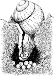"Snail (Helix pomatia) laying its eggs." -Thomson, 1916