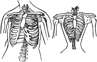Natural and Contracted Chest | ClipArt ETC