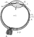 "Diagram of the eye. C., Cornea; a.h., aqueous humour; c.b., ciliary body; l., lens; I., iris; Sc., sclerotic; Ch., choroid; R., retina; v.h., vitreous humour; y.sp., yellow spot; n., optic nerve." -Thomson, 1916