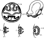 "Development of the eye. 1. Section through first embryonic vesicle, showing outgrowth of optic vesicles (op.v.) to meet the skin; j.b., thalamencephalon; G., the gut. 2-4. Sections illustrating the formation of the lens (l.) from the skin, and the modification of the optic vesicle into an optic cup; R., retina; v.h., vitreous humour. 5. External aspect of embryonic eye; l., lens." -Thomson, 1916