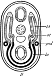 "Development of excretory system of vertebrate. The pronephros is completely separated off from the primitive segment and lateral plate.n.c., nerve cord; nch., notochord; pn., pronephros; g., gut; p.s., primitive segment; mes., mesonephric tubule; pn.d., pronephric duct; b.c., body cavity; ao., aorta; siv., sub-intestinal vein, with vessel to the aorta." -Thomson, 1916