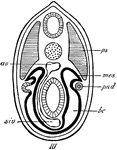 "The origin of the mesonephric tubules is seen. They arise from the upper part of the lateral plate, which is now completely separated from the primitive segment, and curving round the pronephric duct come to open into it.n.c., nerve cord; nch., notochord; pn., pronephros; g., gut; p.s., primitive segment; mes., mesonephric tubule; pn.d., pronephric duct; b.c., body cavity; ao., aorta; siv., sub-intestinal vein, with vessel to the aorta." -Thomson, 1916
