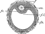 "Mammalian ovum. ov., Ovum; f., follicular capsule; f2., follicle cells; f.c., follicle cells forming discus proligerus; f.l., cavity occupied by liquor folliculi." -Thomson, 1916
