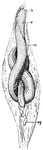 "Bdellostoma stouti (Californian hag), enveloped in sheath of mucus. b., barbules e., eyes m. mucus; eg., eggs." -Thomson, 1916