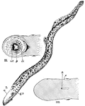 "The lamprey (Petromyzon marinus). I. Then entire animal; note the seven gill-slits of which the first is marked g.s., the nostril n., and the unpaired median fins. II. Ventral aspect of the head; u.t., upper teeth; l.t., lower teeth; p., the piston in the mouth. III. Upper surface of the head; n., the nostril with the pineal groove behind it; e., the eye." -Thomson, 1916