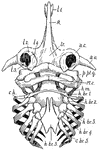 "Under surface of skull and arches of skate. l.1, First labial cartilage; R., rostrum; tr., trabecular region; n.c., nasal capsule; a.o., antorbital cartilage; p.pt.q., palato-pterygo-quadrae; M.c., Meckel's cartilage; h.m., hyo-mandibular; h.br.1-5, hypobranchials; c.br.5, fifth ceratobranchial; c.h., cerato-hyal; l.2-4, labial cartilages." -Thomson, 1916